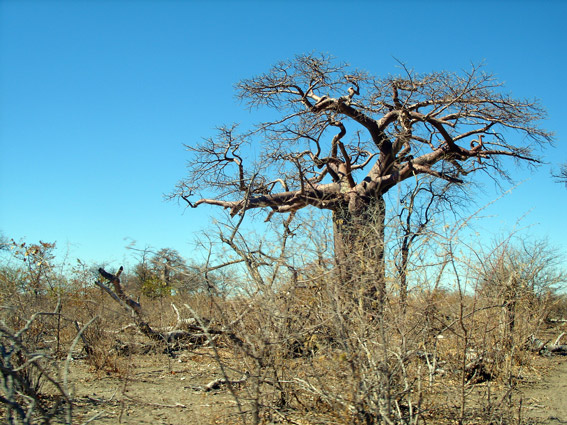 baobab