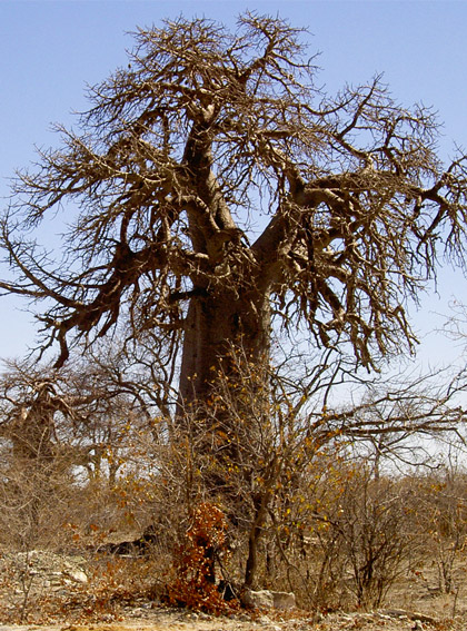 baobab