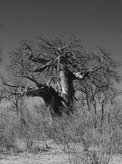 baobab