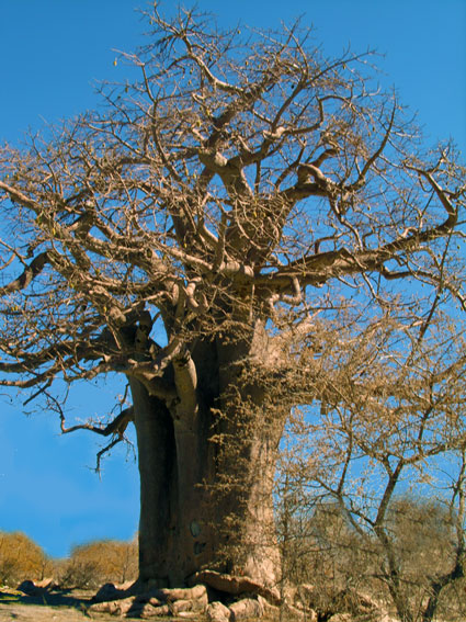 baobab