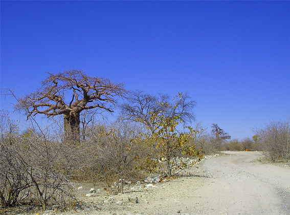 baobab