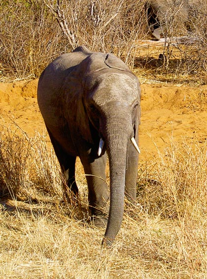 elephant