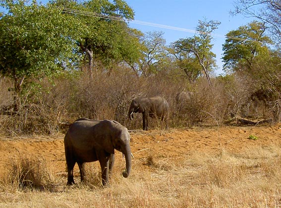 flock elephant