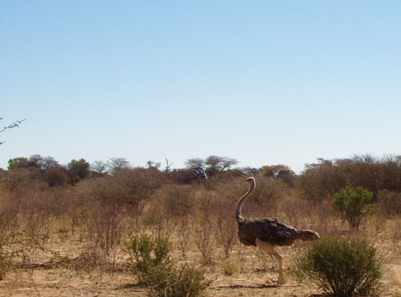 botswana landscape