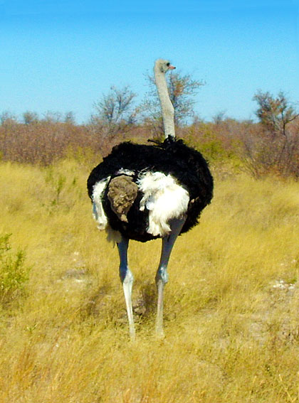 ostrich