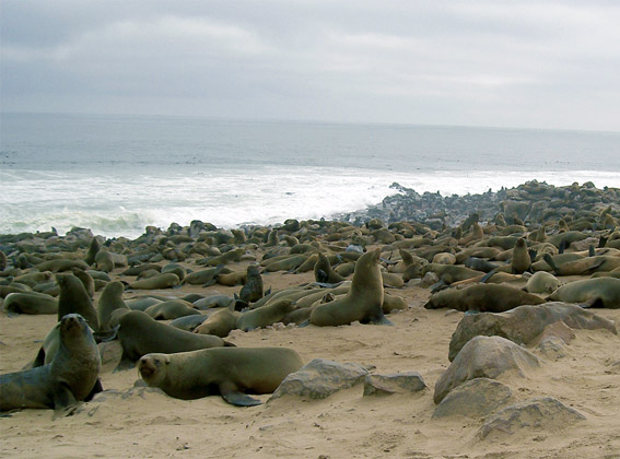 cape cross in namibia