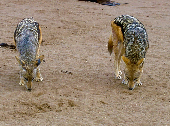 jackal