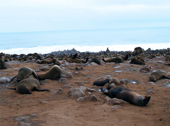 namibia cape cross