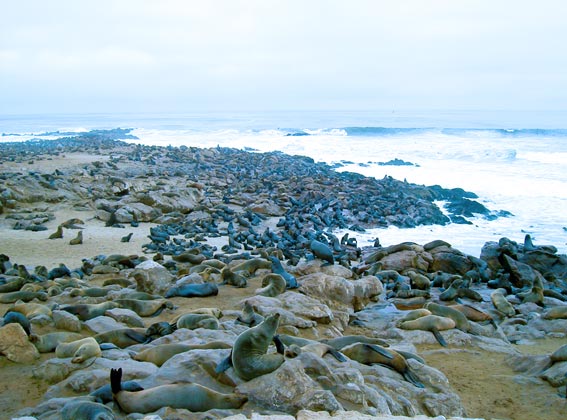 namibia's scenery: cape cross