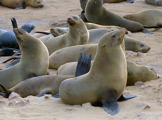 fur seals cape cross