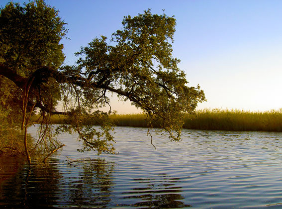 caprivi