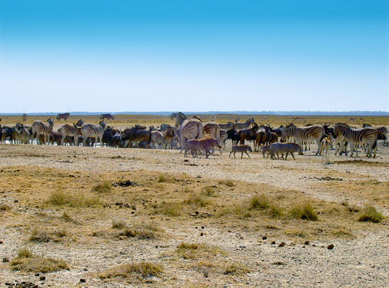 animals in Etosha