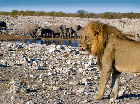 lion & elephant in etosha