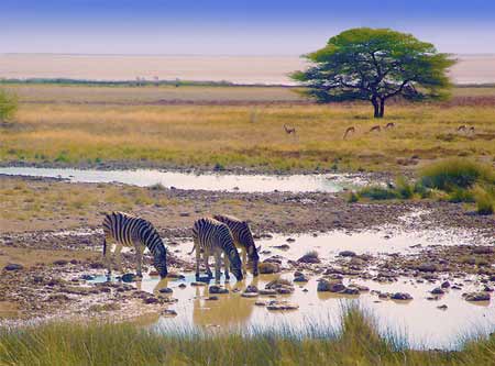 etosha namibia