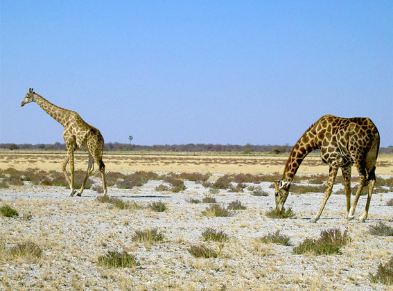 etosha park