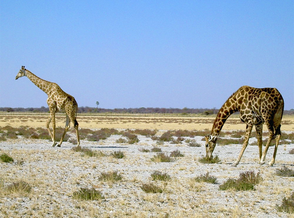 parc-national-etosha