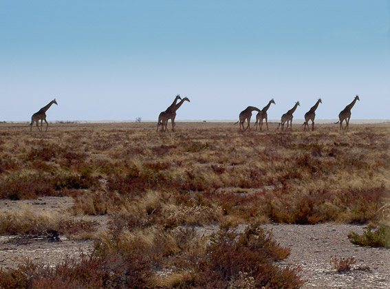 etosha park