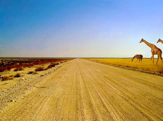 etosha road