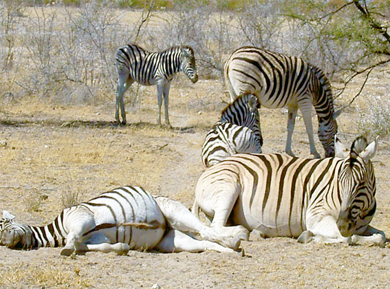 Zebra in Etosha