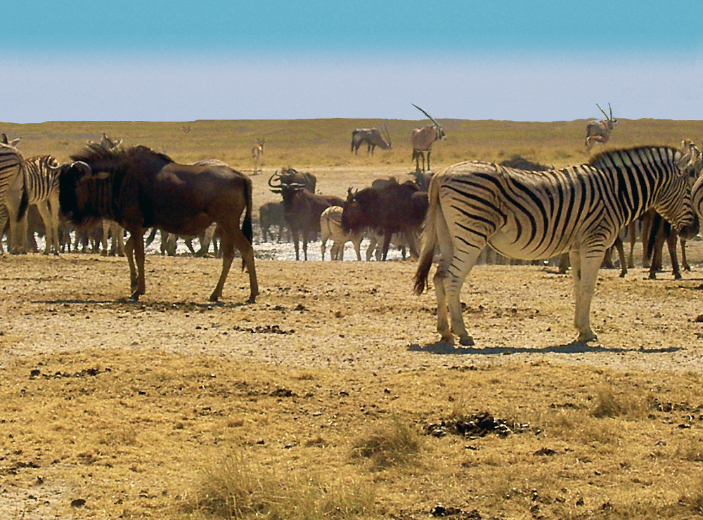 Etosha national park