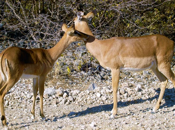 impala etosha