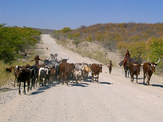 Himba with their cow herd