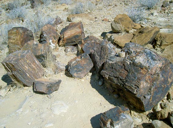 petrified forest, Namibia