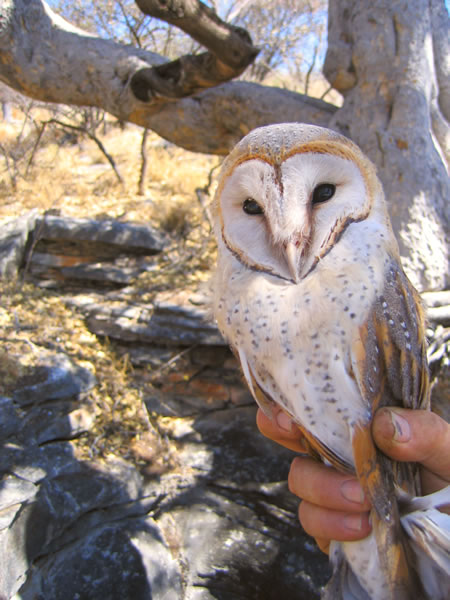 namibie reserve