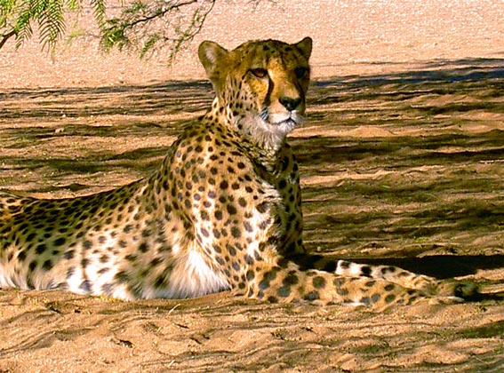 cheetah