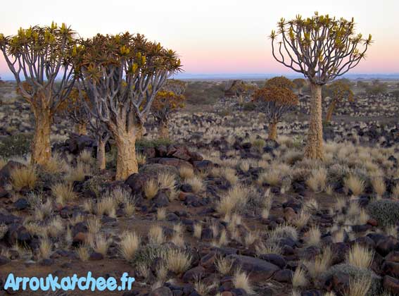 quivertree forest