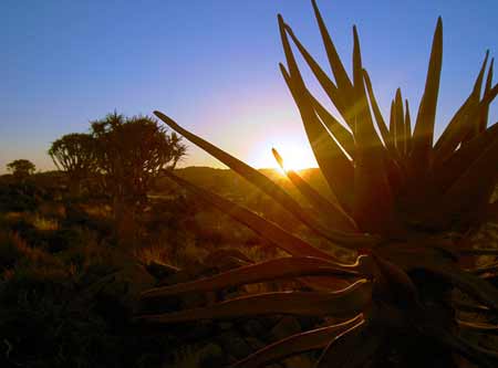 The quiver tree forest at sunset