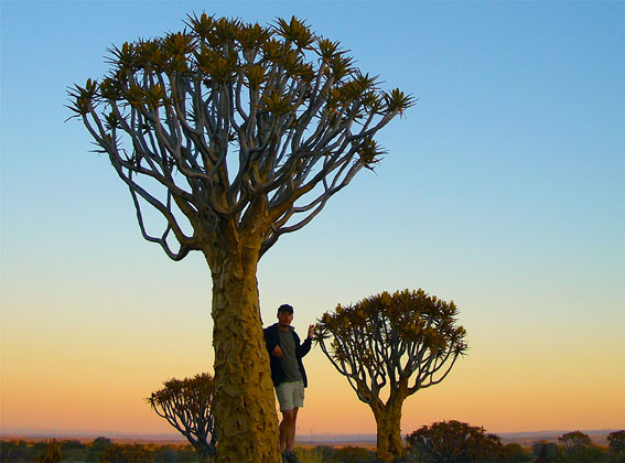 Quivertree Forest