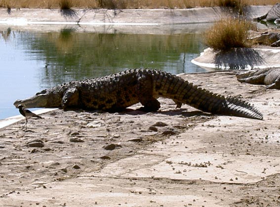 Otjiwarongo Crocodile Ranch