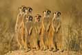 Kgalagadi Transfrontier Park