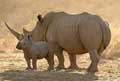 Tswalu Kalahari Reserve