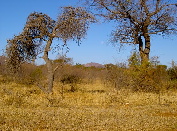 Limpopo