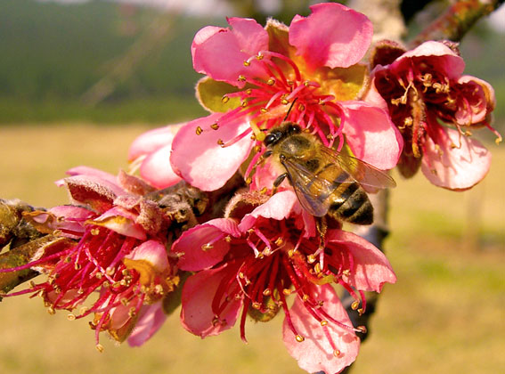 Bee  on the flower