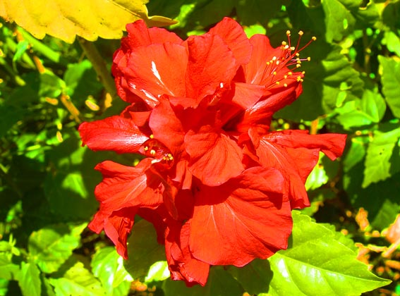 flower at magoebaskloof