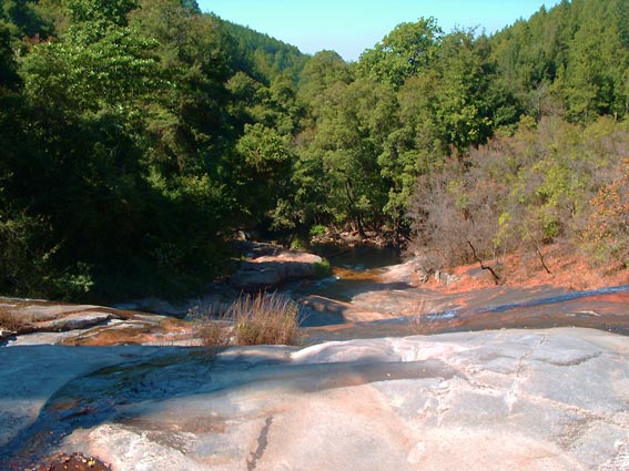 Grootbosch Forest