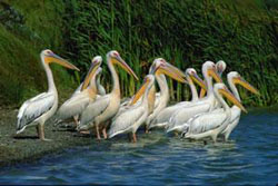 Barberspan Bird Sanctuary