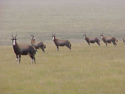 Boskop Dam Nature Reserve