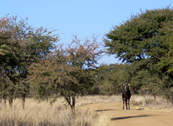 SA Lombard Nature Reserve